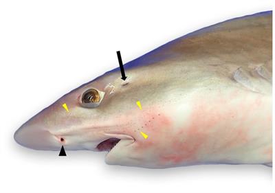 A practical guide to necropsy of the elasmobranch chondrocranium and causes of mortality in wild and aquarium-housed California elasmobranchs